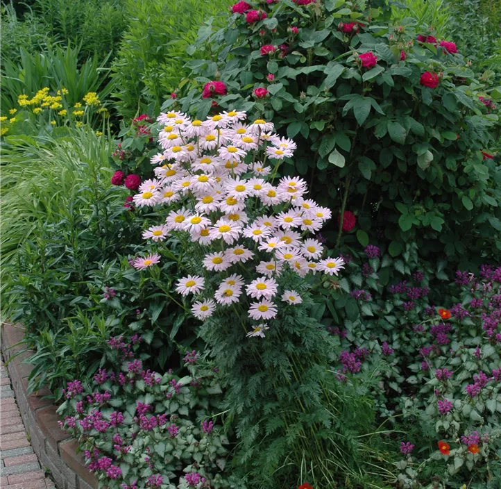 Bunte Garten-Margerite 'Robinsons Rosa'