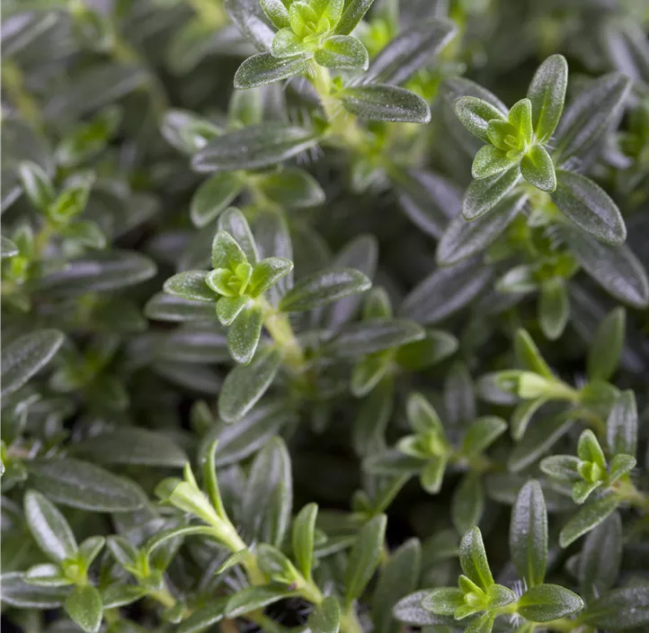 Thymian 'Faustini'