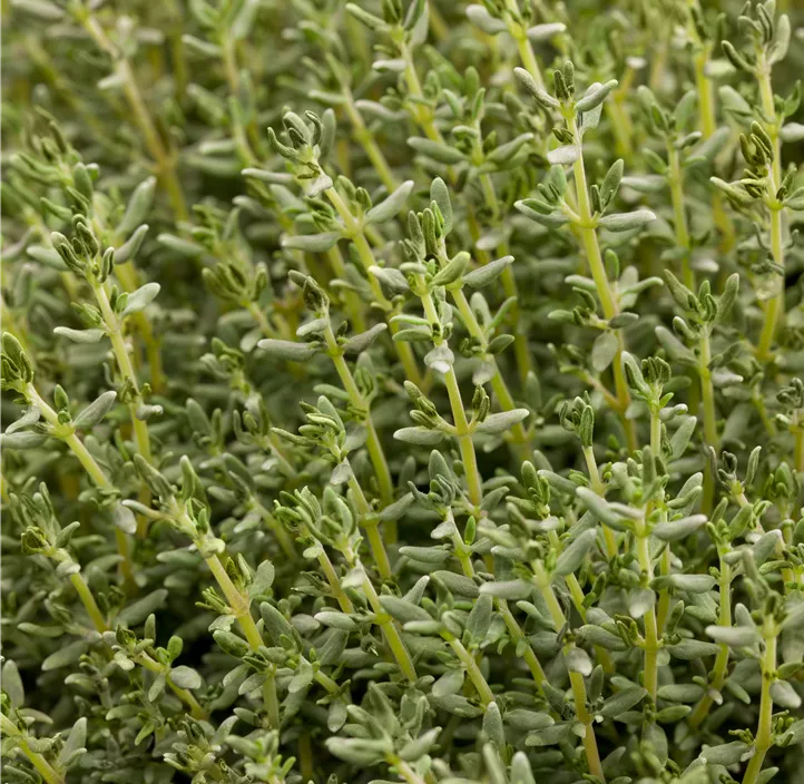 Thymian 'Faustini'