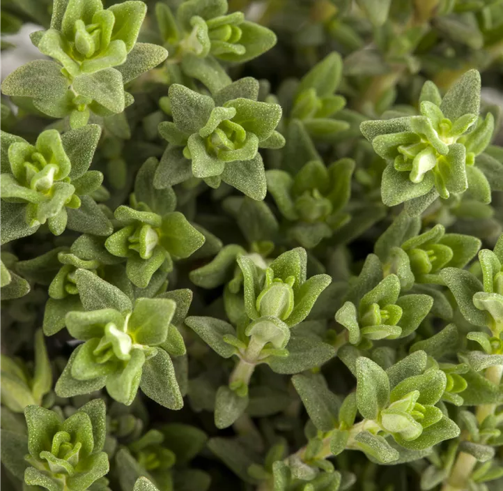 Thymian 'Faustini'