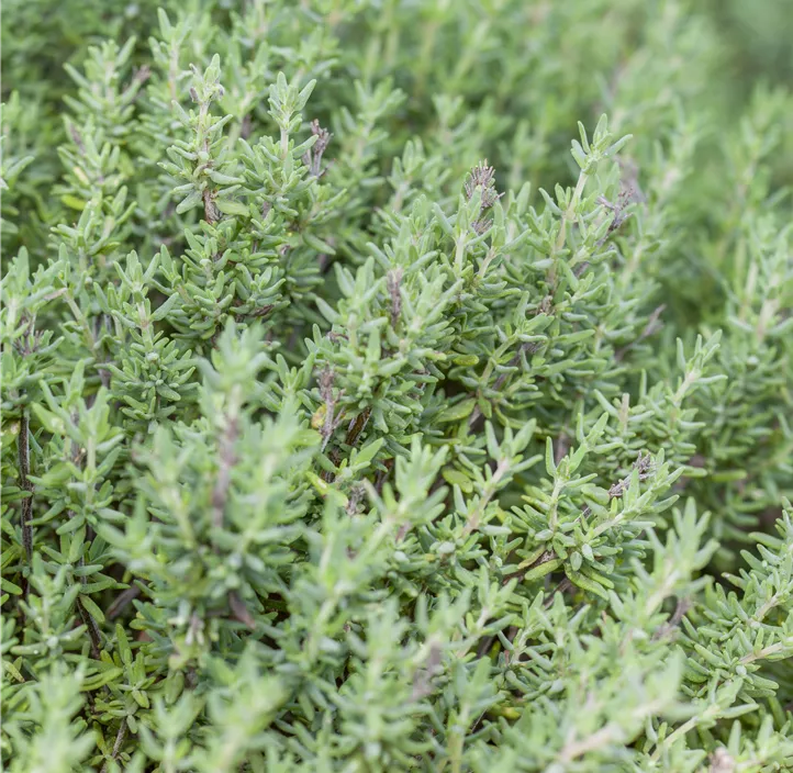 Thymian 'Faustini'