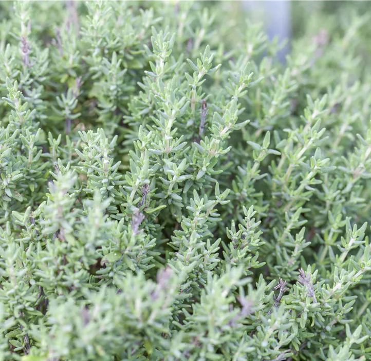 Thymian 'Faustini'