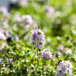 Thymus longicaulis