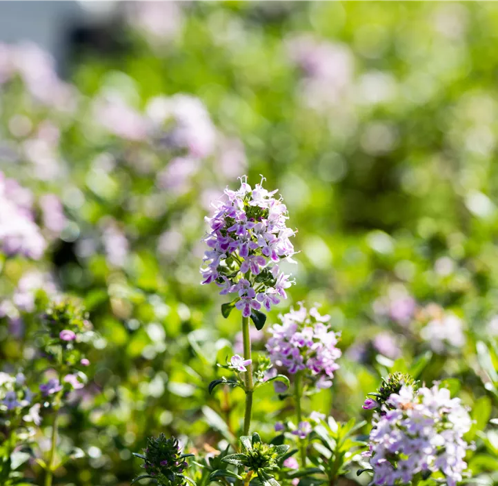 Langtriebiger Thymian