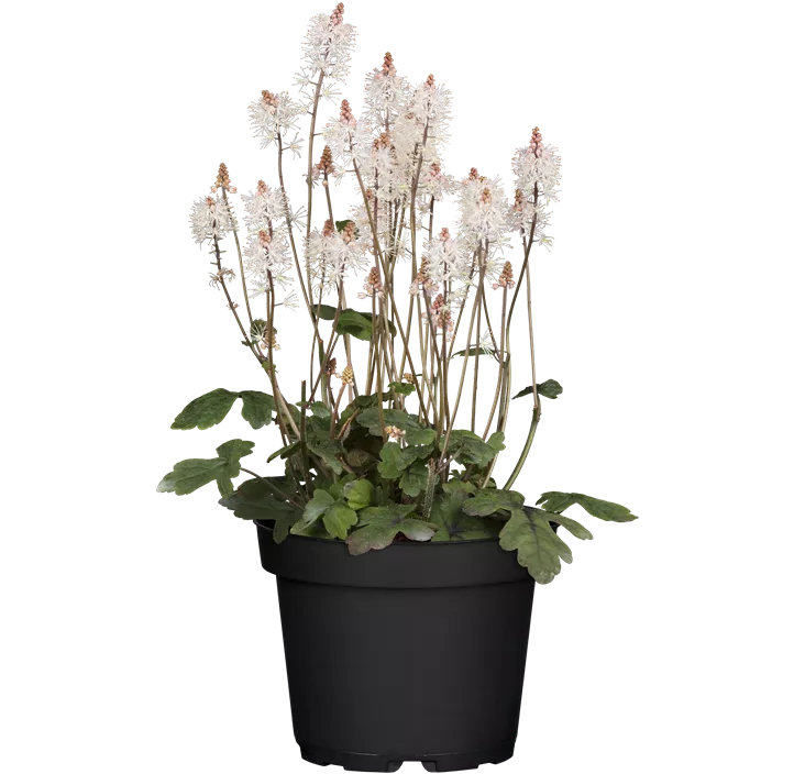 Zipfelblättrige Schaumblüte 'Spring Symphony'