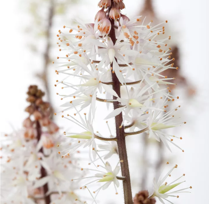 Zipfelblättrige Schaumblüte 'Spring Symphony'