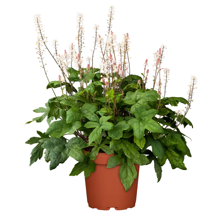 Zipfelblättrige Schaumblüte 'Spring Symphony'