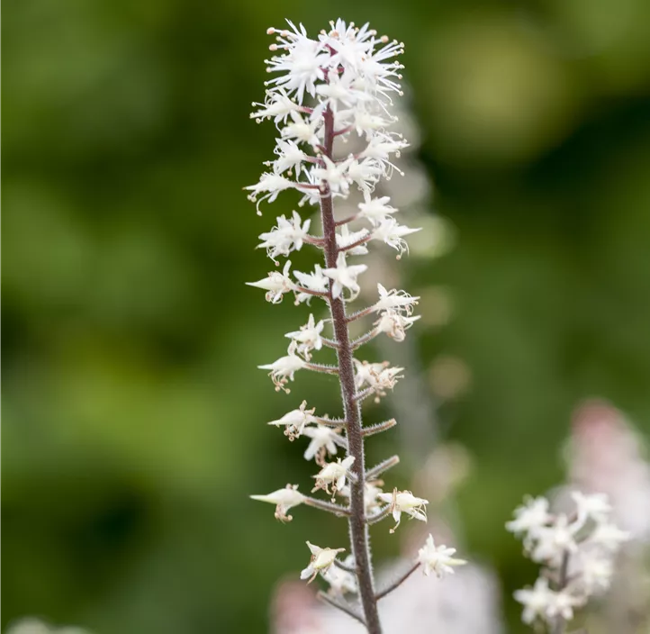 Zipfelblättrige Schaumblüte 'Spring Symphony'