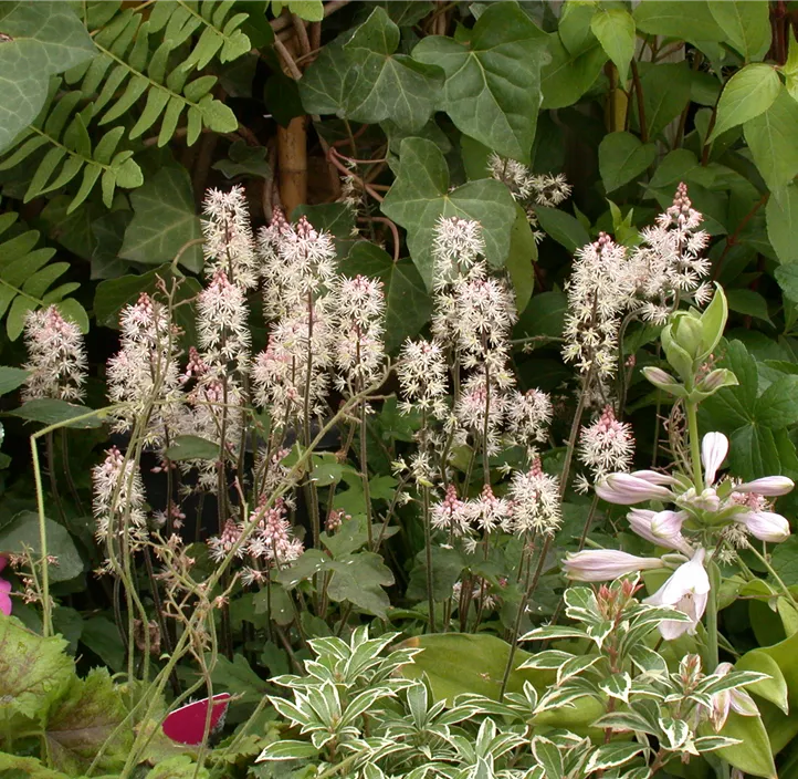 Zipfelblättrige Schaumblüte 'Spring Symphony'