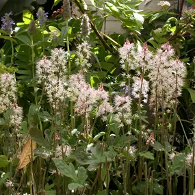 Tiarella 'Spring Symphonie'