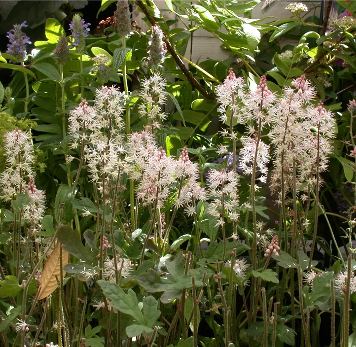 Zipfelblättrige Schaumblüte 'Spring Symphony'