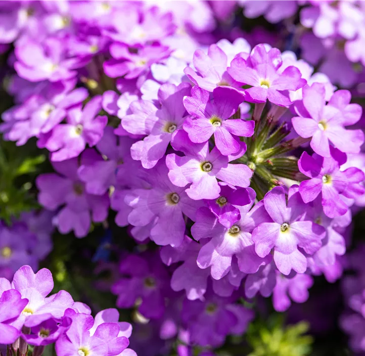 Verbena