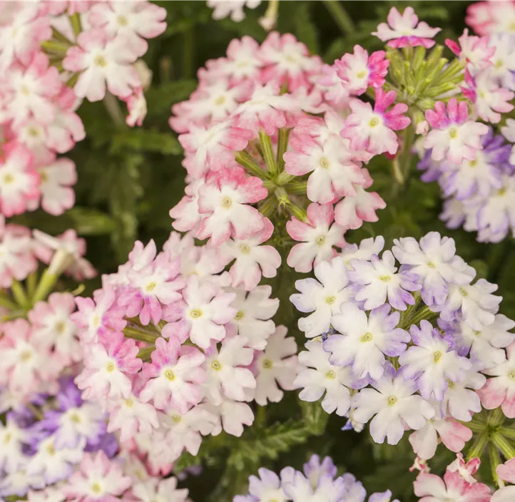 Verbene 'Hurricane™ Pink'