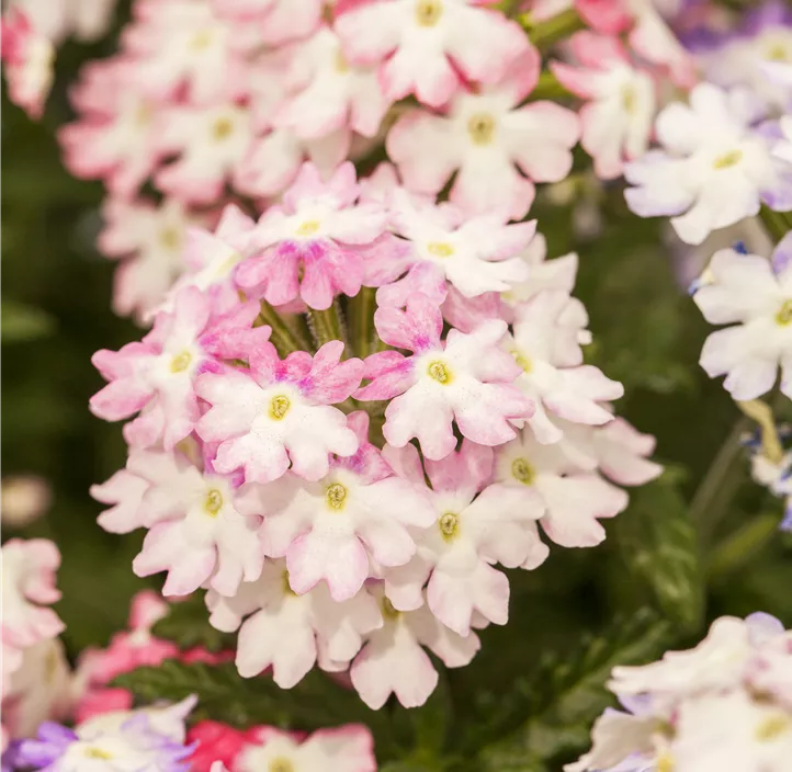 Verbene 'Hurricane™ Pink'