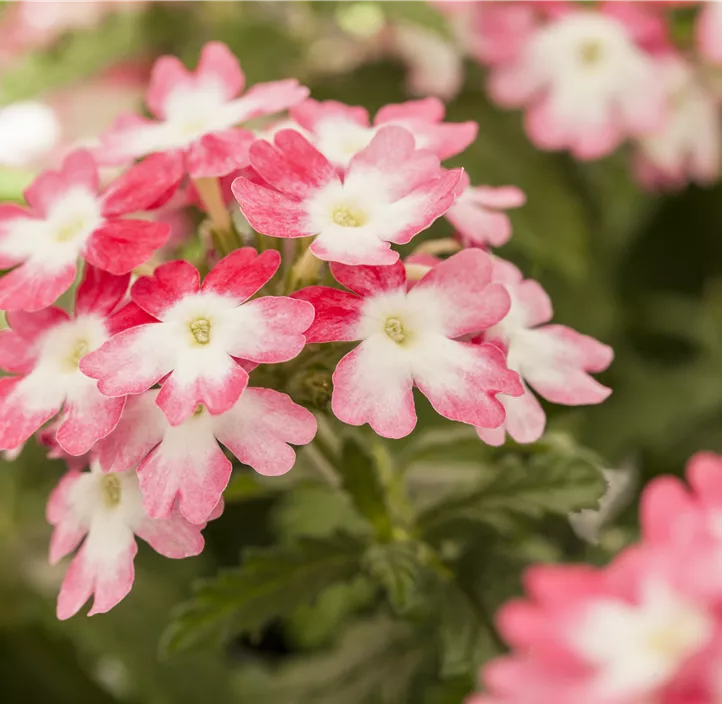 Verbene 'Hurricane™ Pink'