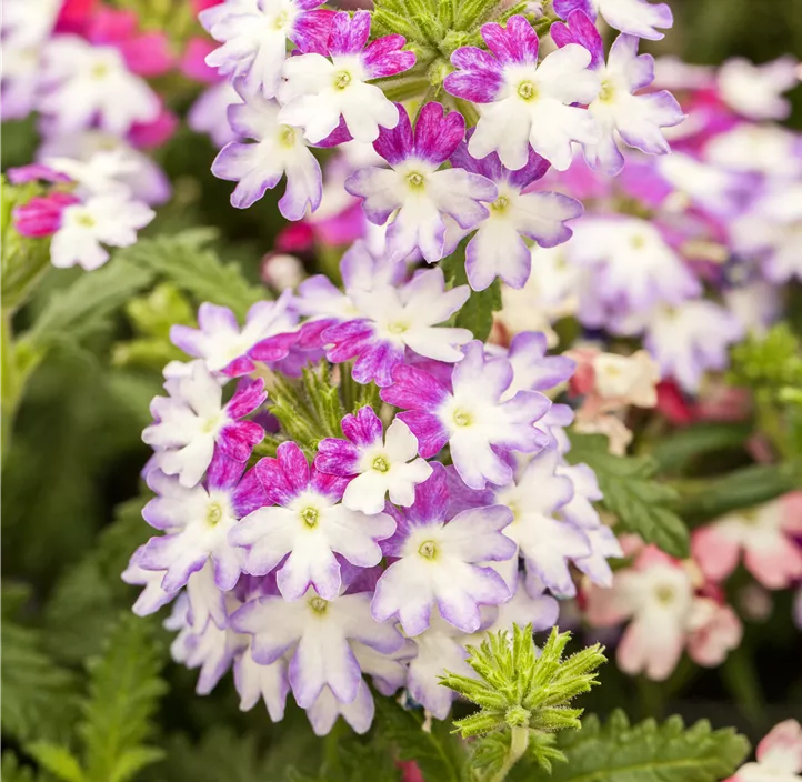 Verbene 'Hurricane™ Pink'