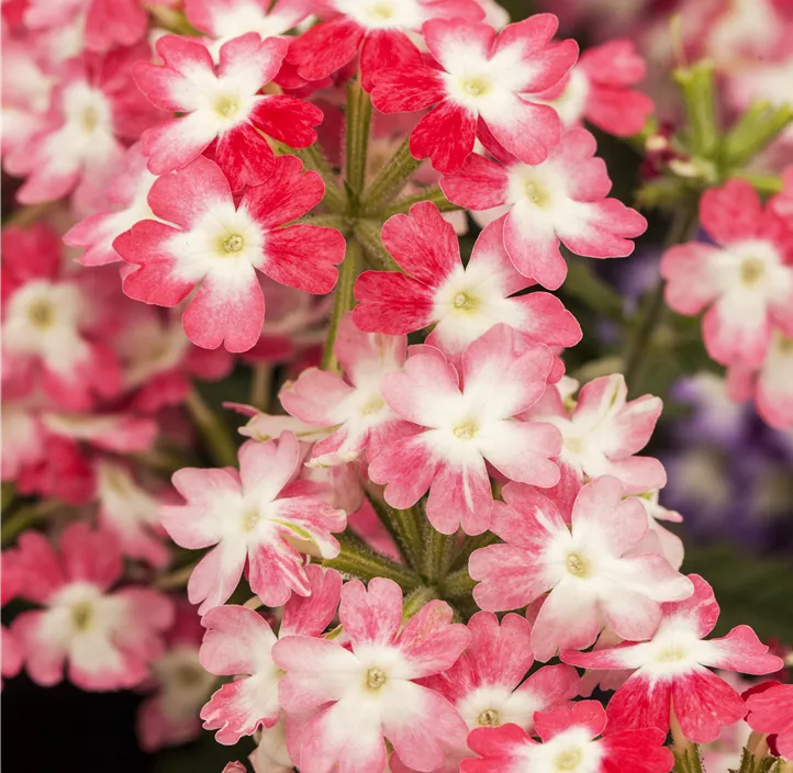 Verbene 'Hurricane™ Pink'