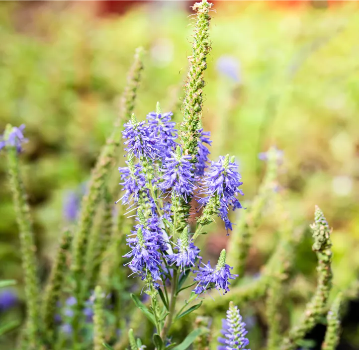 Scheinähriger Garten-Ehrenpreis 'Blauteppich'