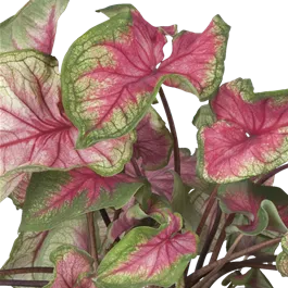 Caladium XL