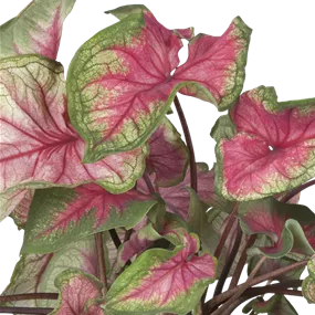 Caladium XL