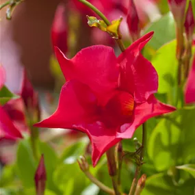 Dipladenia sanderiana Sundavilla 