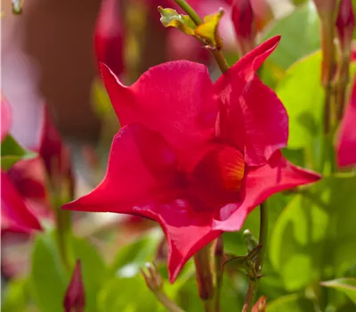 Dipladenia sanderiana Sundavilla 