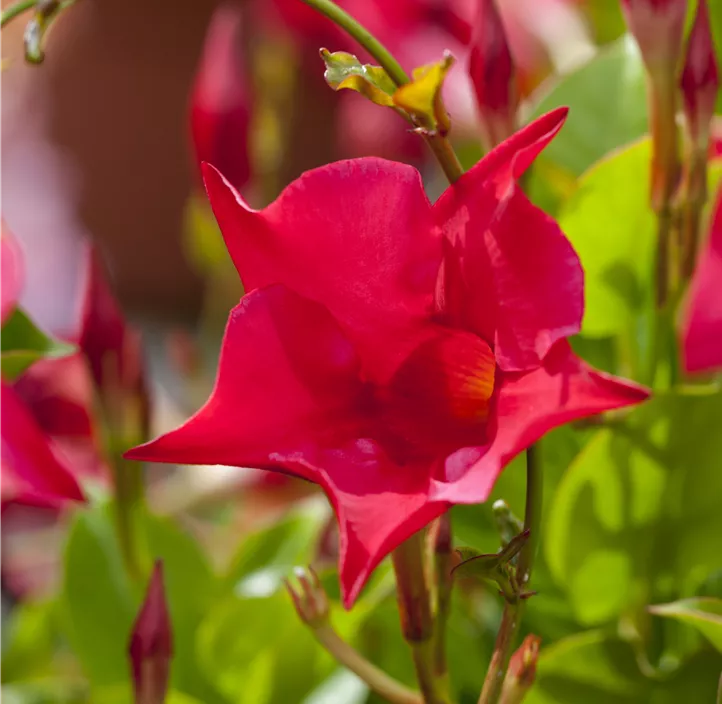 Dipladenia 'Sundaville'