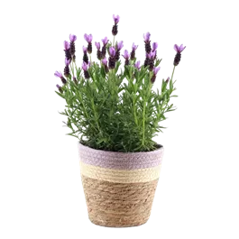 Lavendel im Pastelltopf