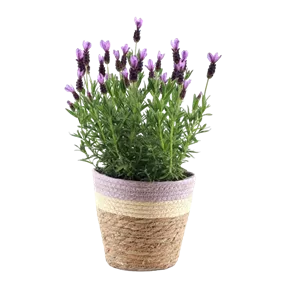 Lavendel im Pastelltopf