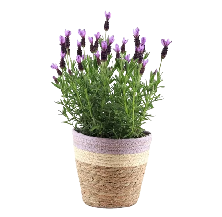 Lavendel im Pastelltopf