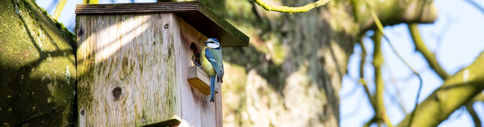 GS655240_Nistkasten mit Blaumeise_ GS655240_Nistkasten mit Blaumeise_