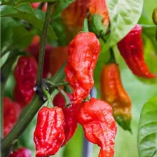 Biogarten Gemüseraritäten