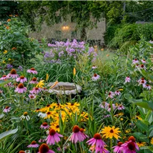 Regionale Staudenvielfalt