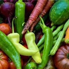 Biogarten Gemüsepflanzen