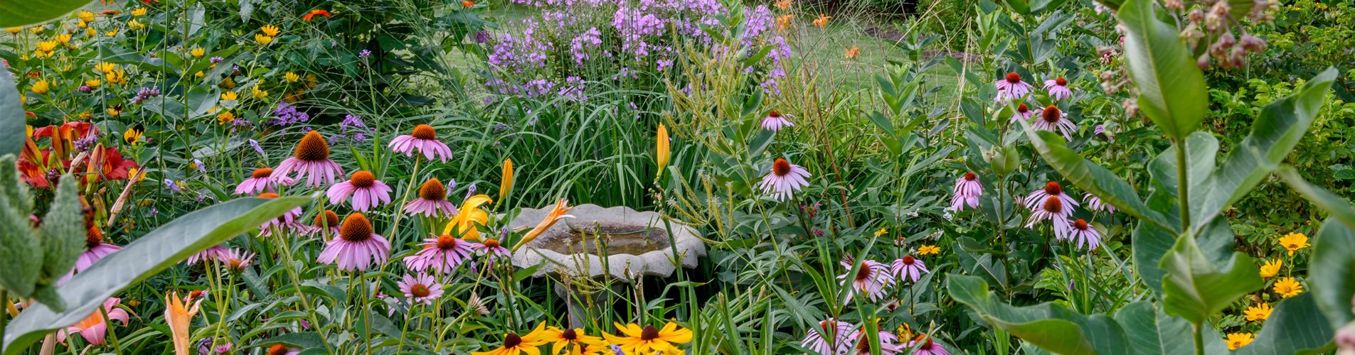 Seite 8 - Wilde Staudenvielfalt2