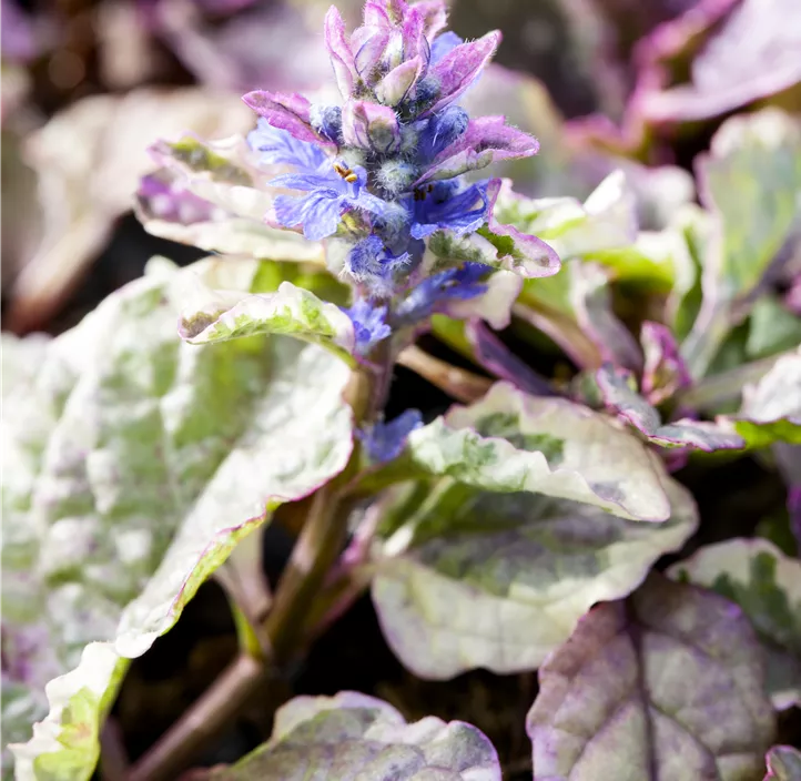 Garten-Günsel 'Burgundy Glow'