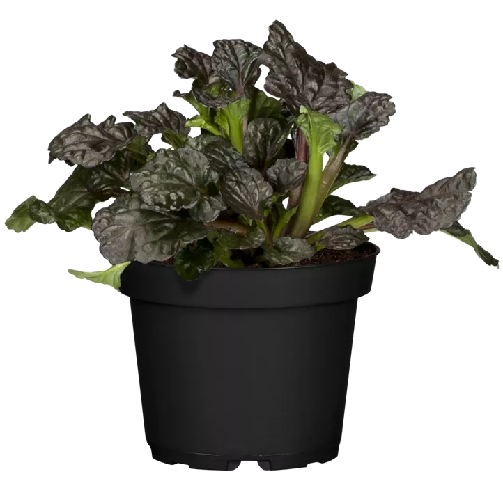 Garten-Günsel 'Burgundy Glow'