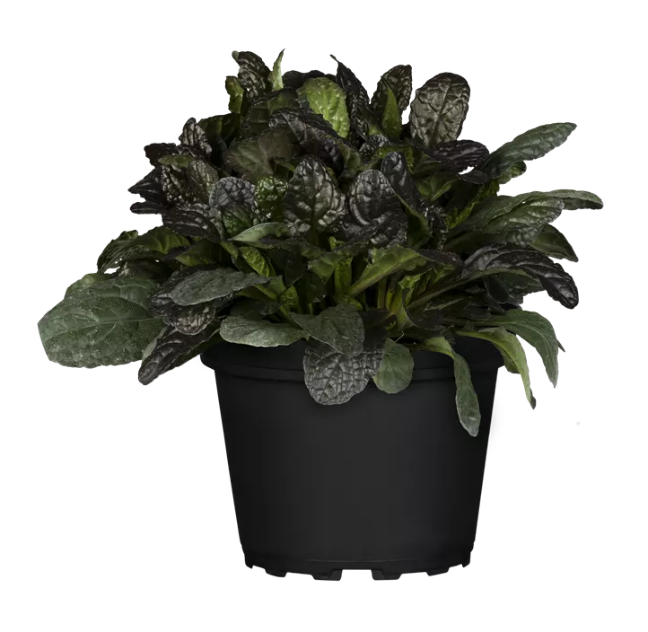 Garten-Günsel 'Burgundy Glow'