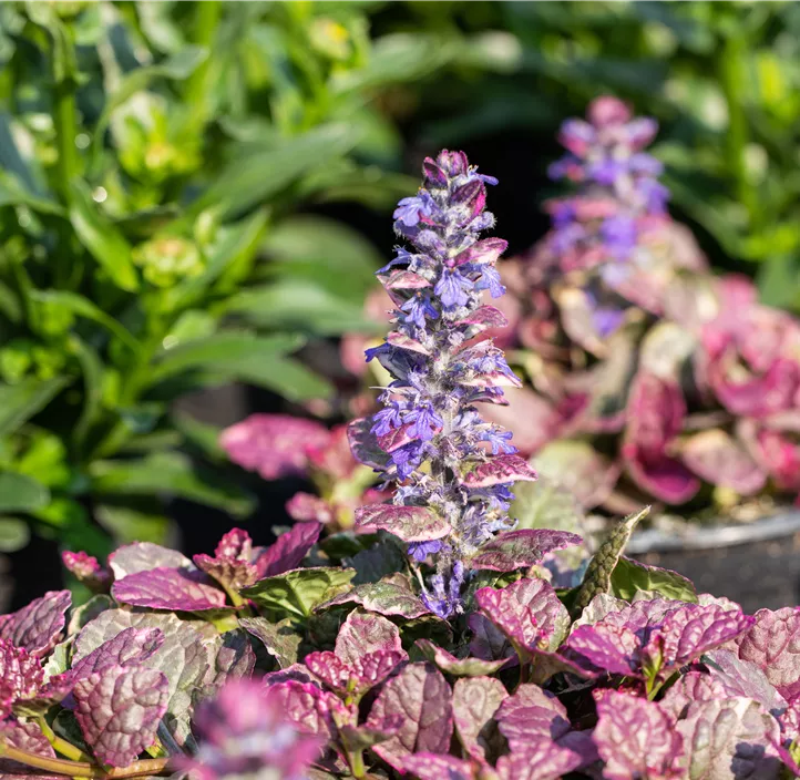 Garten-Günsel 'Burgundy Glow'