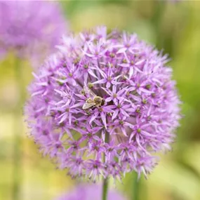 Allium XXL
