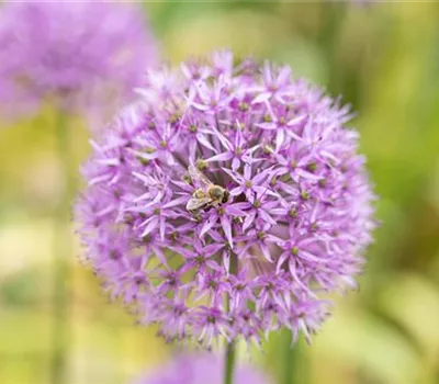 Allium XXL