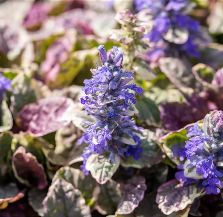 Garten-Günsel 'Burgundy Glow'