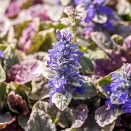 Ajuga reptans Burgundy Glow