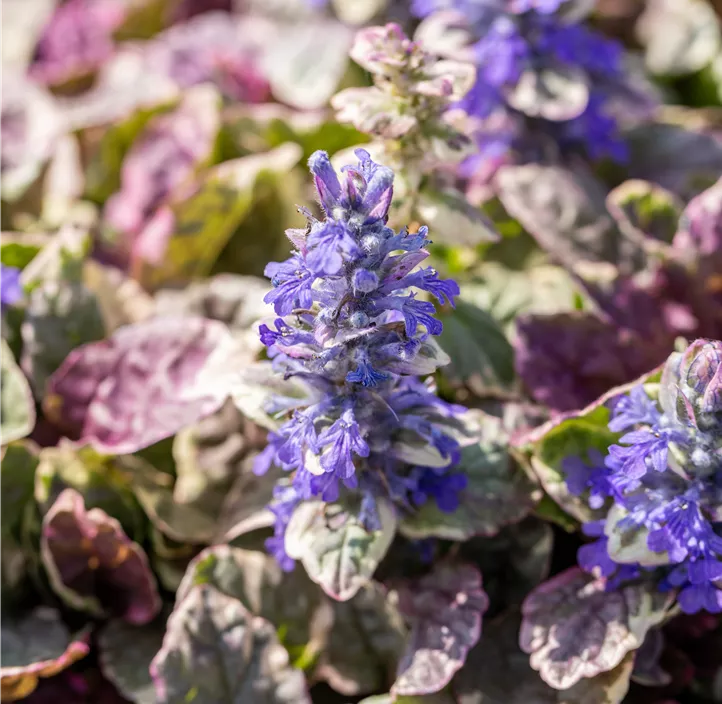 Garten-Günsel 'Burgundy Glow'