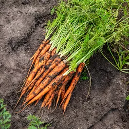 Daucus carota ssp. sativus