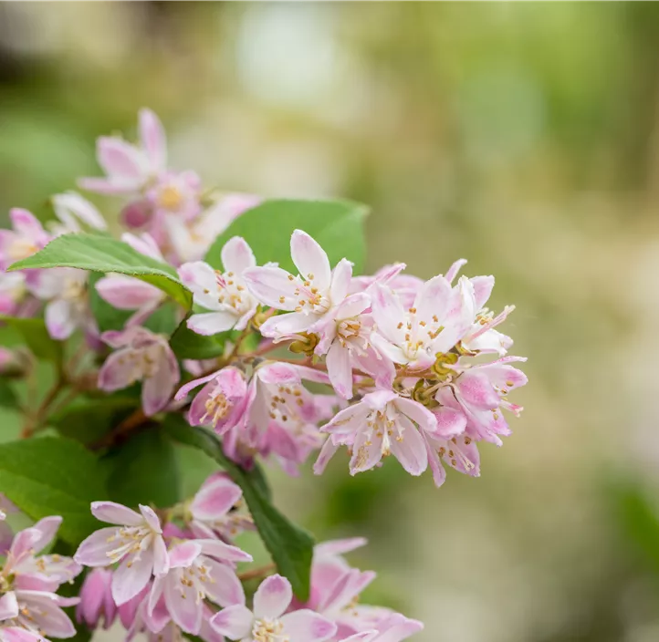Rosa Sternchenstrauch 'Pink Cloud'