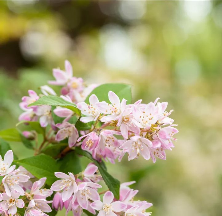 Rosa Sternchenstrauch 'Pink Cloud'