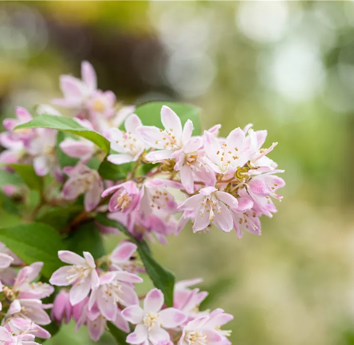Rosa Sternchenstrauch 'Pink Cloud'