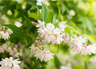 Deutzia scabra 'Codsall Pink'