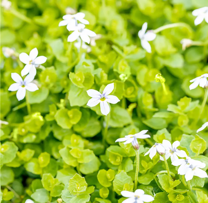 Garten-Scheinlobelie 'Dark Blue'